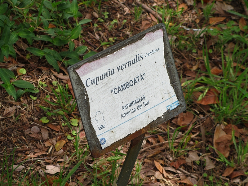 Camboata