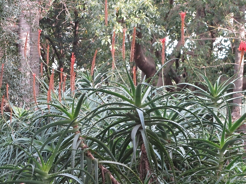 Алоэ Вера цветет
