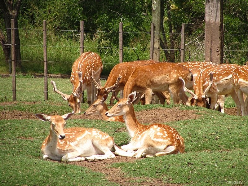 пятнистый олень