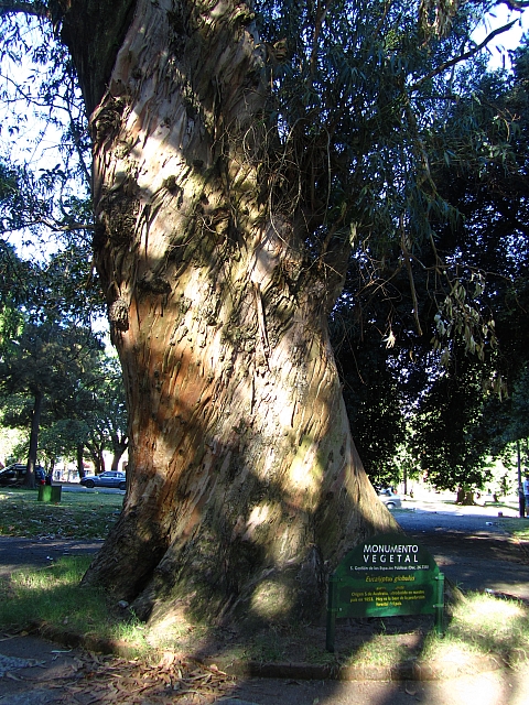Eucalyptus-globulus-Uruguay-Montevideo-Prado