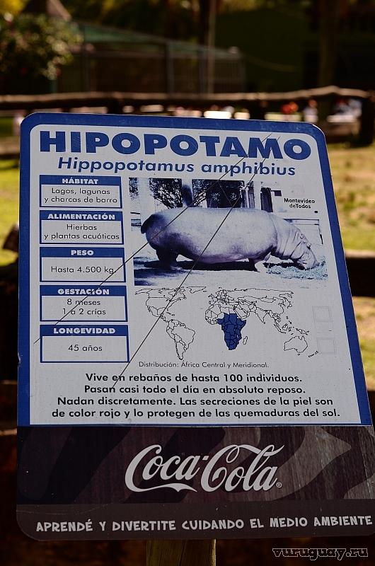 Hippopotamus-amphibius