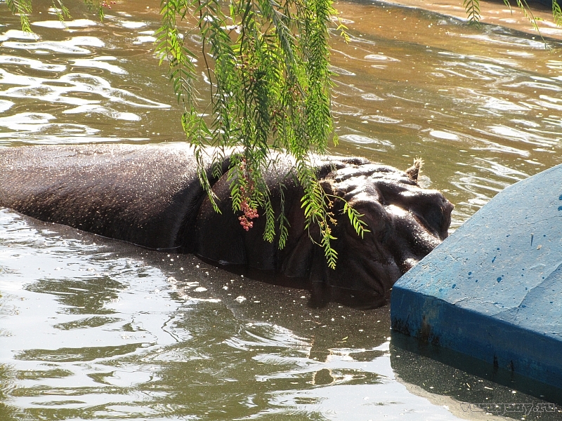 hippopotamos
