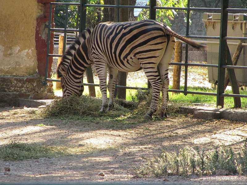 zebra